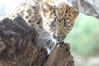Фото предоставлено пресс-службой нацпарка «Земля леопарда»